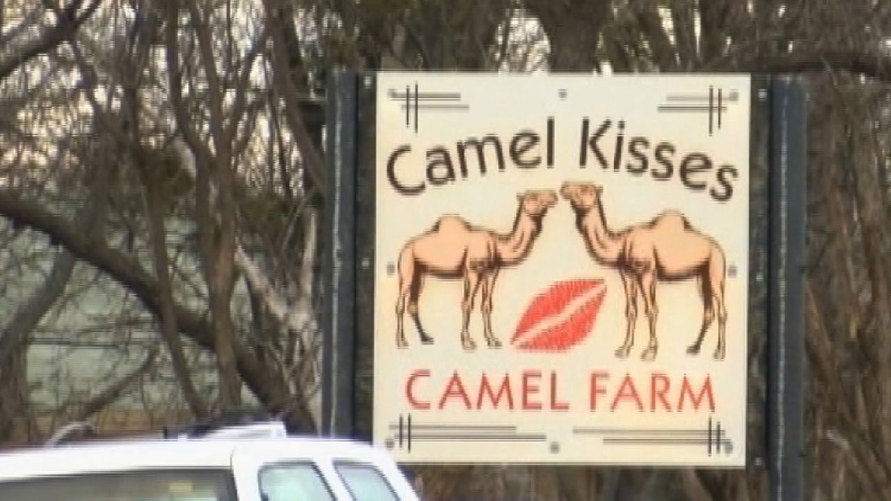 The owner and another person were killed by a camel Saturday at a farm in Wichita Falls, Texas.