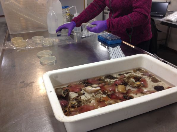 The deep-sea creatures are cut open and plated on a petri dish. In a few weeks, bacteria will grow on the plates, hopefully exhibiting antibacterial properties.