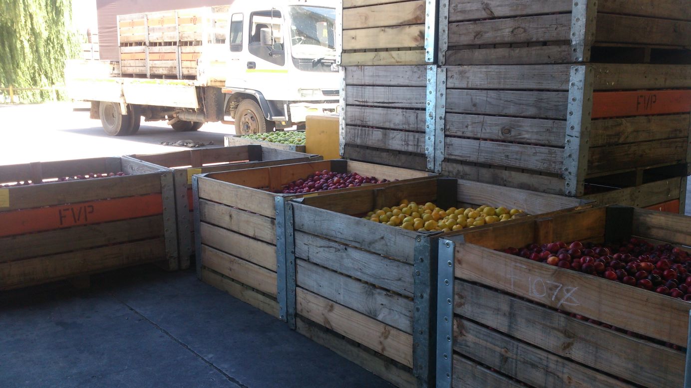 Plum farmers deliver their fruit at the Freshness First facility in Franschhoek for testing.