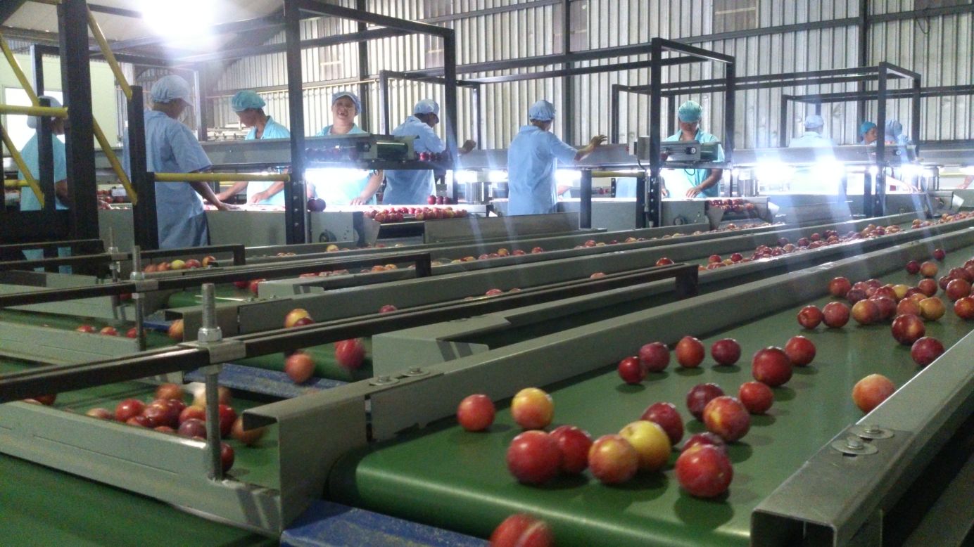 Plum shipments from South Africa are expected to increase by around 10% this year.