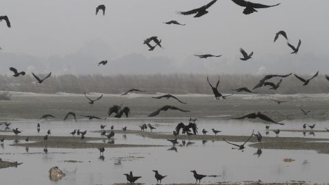 Vultures and crows fly over where around 80 bodies were found floating in the northern town of Unnao.