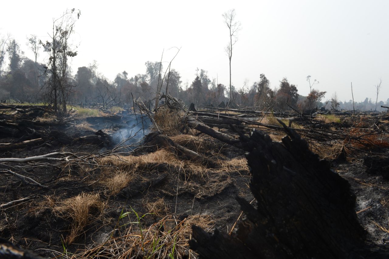 Burned trees and clearing in protected peatland in Riau province, June 29 2013. Environmentalists say that illegal slash and burn method is a widespread method of clearing land.