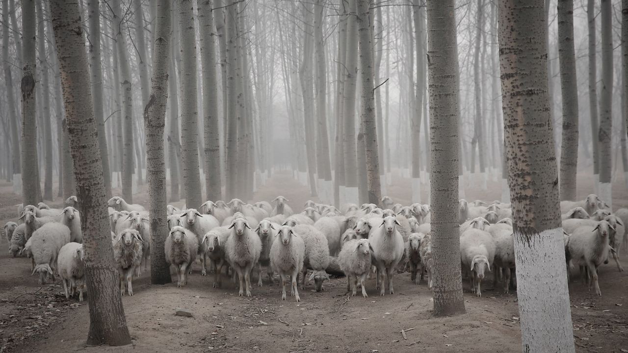 A flock of sheep walks in a hazy Beijing suburb on Thursday, January 15.