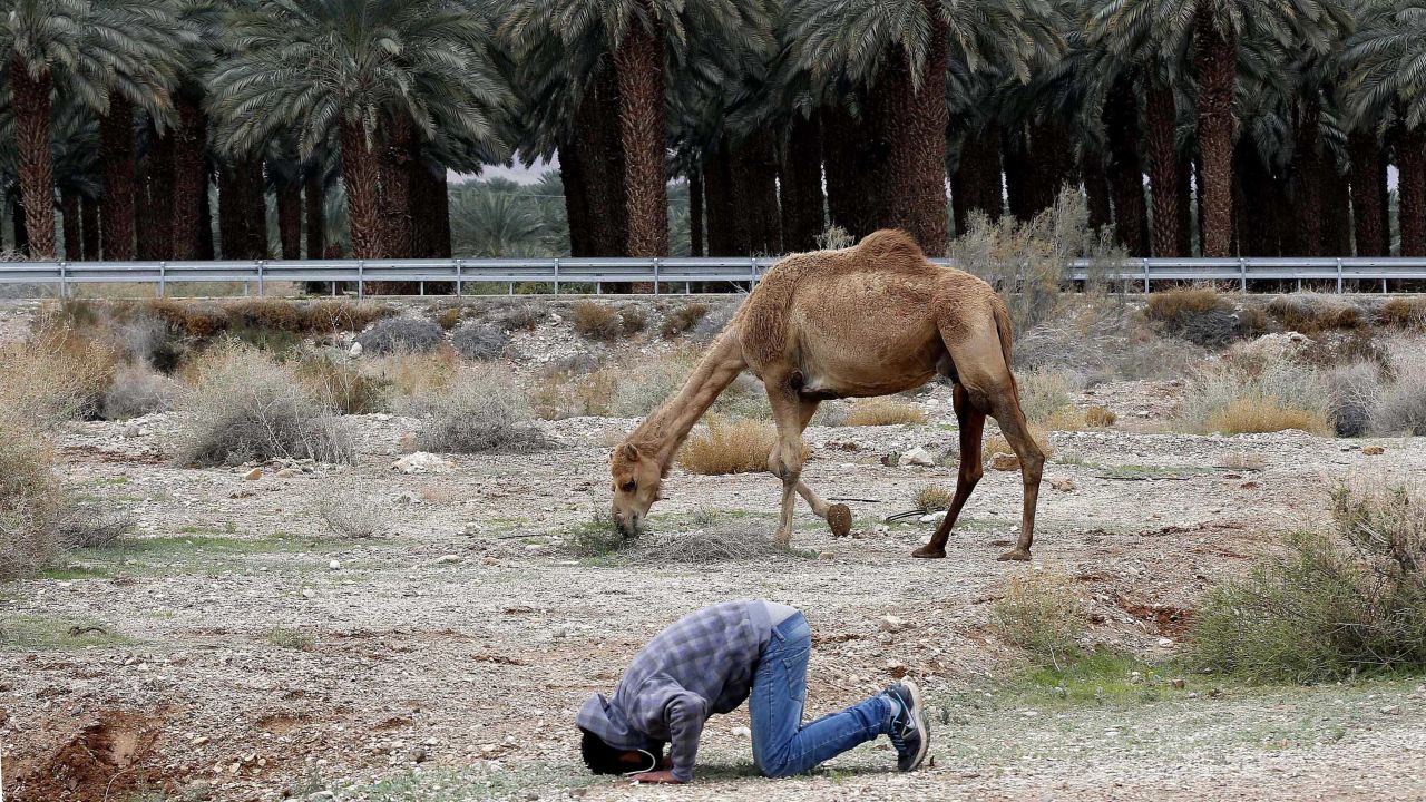 A Bedouin man prays near his camel in the Judean Desert, between Jerusalem and Jericho, West Bank, on Saturday, January 10.