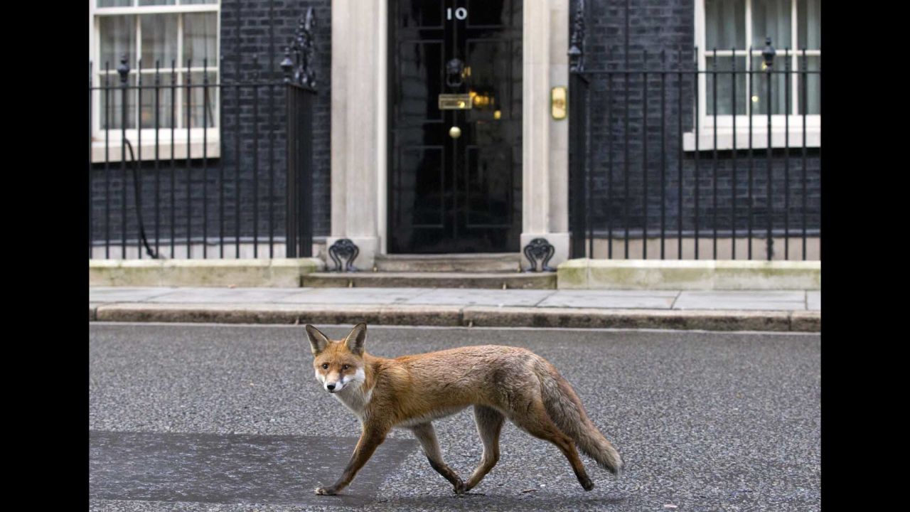A fox runs past the door of 10 Downing Street, the Prime Minister's residence in London, on Tuesday, January 13.