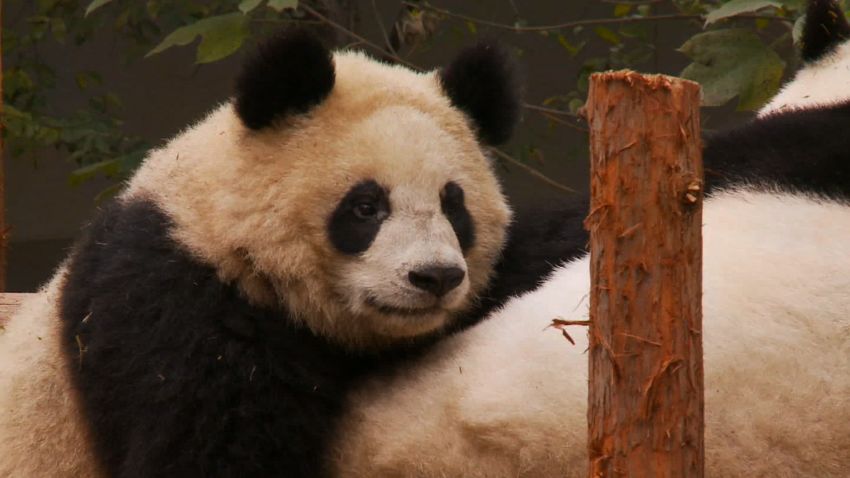 stout panda deadly virus