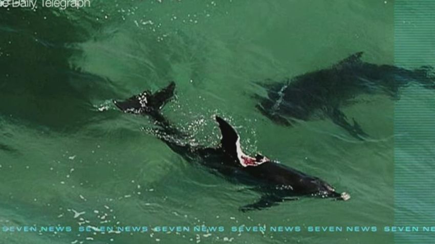 dnt shark australia beaches_00005122.jpg