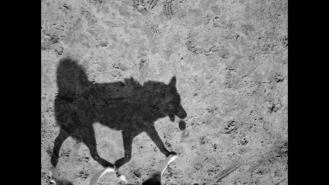 Thomas Roma spent three years taking photos at a dog park in Brooklyn, New York. "Their shadows, I felt, revealed a wilder side of their nature," the 64-year-old photographer said.