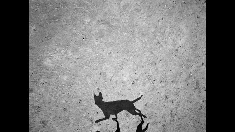 The images were taken at Dyker Beach Park. Roma mounted a camera to the end of a pole, raising it up to 7 feet to take photographs of the dogs and their shadows.
