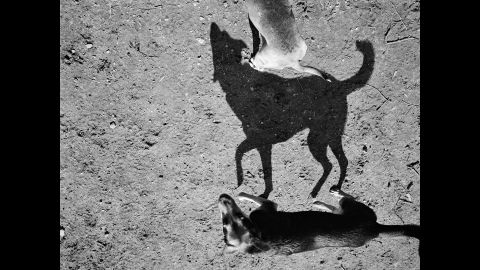 "There was something about the primal nature of the shadows of these little lovable pets of ours. ... They immediately struck me as something like cave drawings," Roma said.<br />