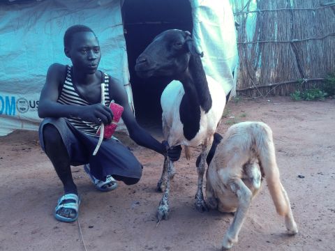 <br />"My name is James Bond, and I'm from South Kordofan, a state with beautiful resources. I am 17, and I am only here in South Sudan because the war displaced me from home. I decided to keep this sheep in hopes that it will produce two or four or more, so that I can get married. Even though I live alone, it's no problem for me. As the book of Ecclesiastes says, there is time for everything."