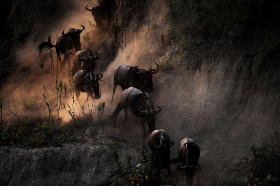 At the end of the rainy season East African blue wildebeest head towards pastures new on a circular migration of between 500-,1000 miles around the Serengeti. Herds can stretch to 25 miles long as they cross the plains, traversing cliffs and rivers, employing "swarm intelligence" to overcome obstacles as a collective. But their migration is threatened by <a href="http://www.gla.ac.uk/research/horizons/autumn2014/inbrief/headline_371203_en.html" target="_blank" target="_blank">poaching</a> and <a href="http://www.awf.org/wildlife-conservation/wildebeest" target="_blank" target="_blank">habitat fragmentation</a> -- when land is fenced off or cut up by roads.