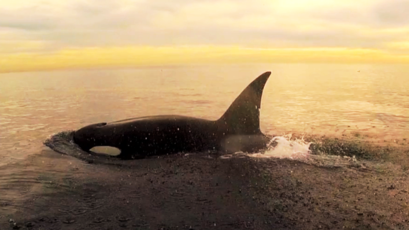 Paddleboarder S Close Encounter With Killer Whales CNN   150120151133 Paddleboarder Close Encounter With Killer Whales 