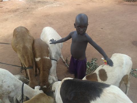 <br />"A young Nuban boy grazes his sheep in Ajuong Thok Refugee Camp. Nubans are famous for keeping cattle wherever they go. When there is conflict or war, people cannot keep animals. Ajuong Thok is a peaceful place where we can keep our animals safe."