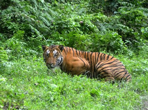 A Royal Bengal tiger pauses in a jungle clearing in Kaziranga National Park in Assam, India, on December 21, 2014.