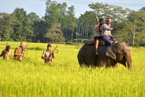 Indian forest officials take part in a search operation for a tiger with the aid of a Kumki elephant in a paddy field at Bhumuraguri in Nagaon, some of 180 kms east of Guwahati on November 9, 2014. 