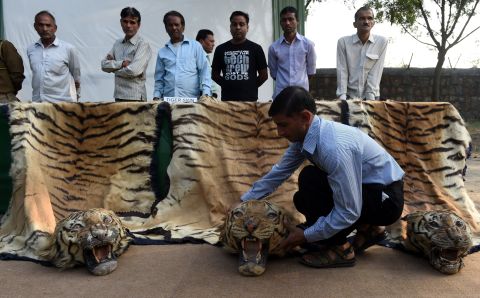 Tiger skins are displayed at the National Zoological Park in New Delhi, India, on November 2, 2014. The Ministry of Environment, Forest and Climate Change destroyed illegal wildlife artifacts, including animal skins, during an event highlighting the illegal trade in animal products.
