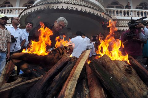 Indian Bollywood film actor Om Puri (center) lights a pyre at an official burning of wildlife contraband, including tiger and leopard skins and bones, held by forest officials in Mumbai on July 30, 2013. 