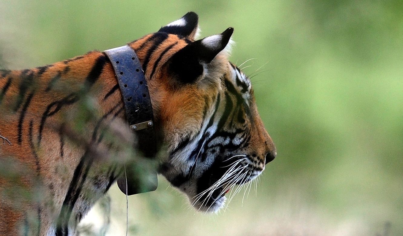  A tiger, seen wearing a collar, is spotted during a jungle safari at Ranthambore National Park, Rajasthan, India on October 22, 2010.