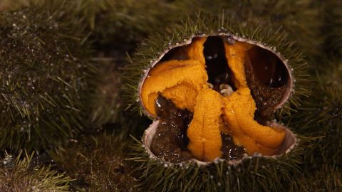 maine urchin