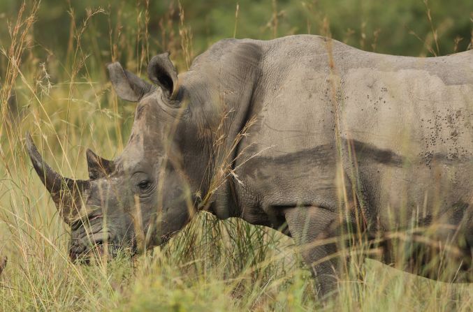Rhinoceroses in Kruger face a growing threat from poachers due to high demand for the horns from East Asia, where they are used in traditional medicine.