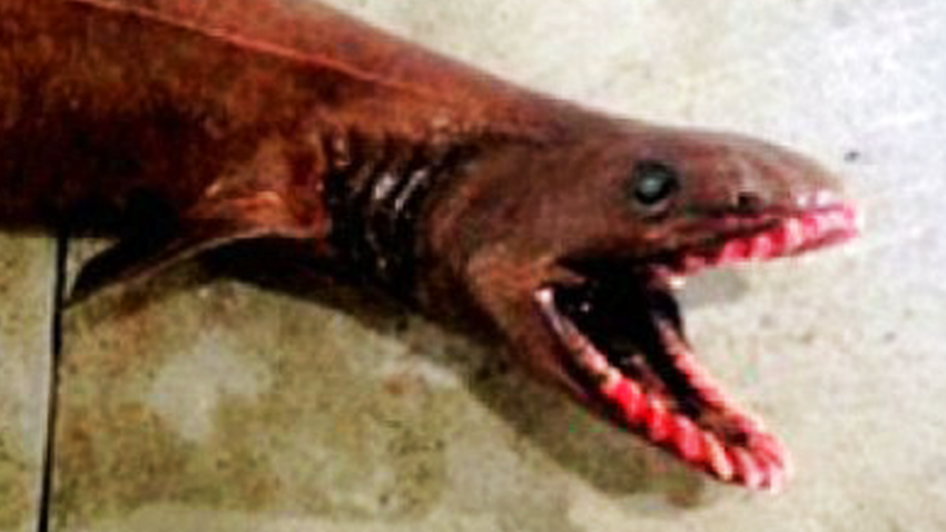 pkg orig man catches horror movie frilled shark