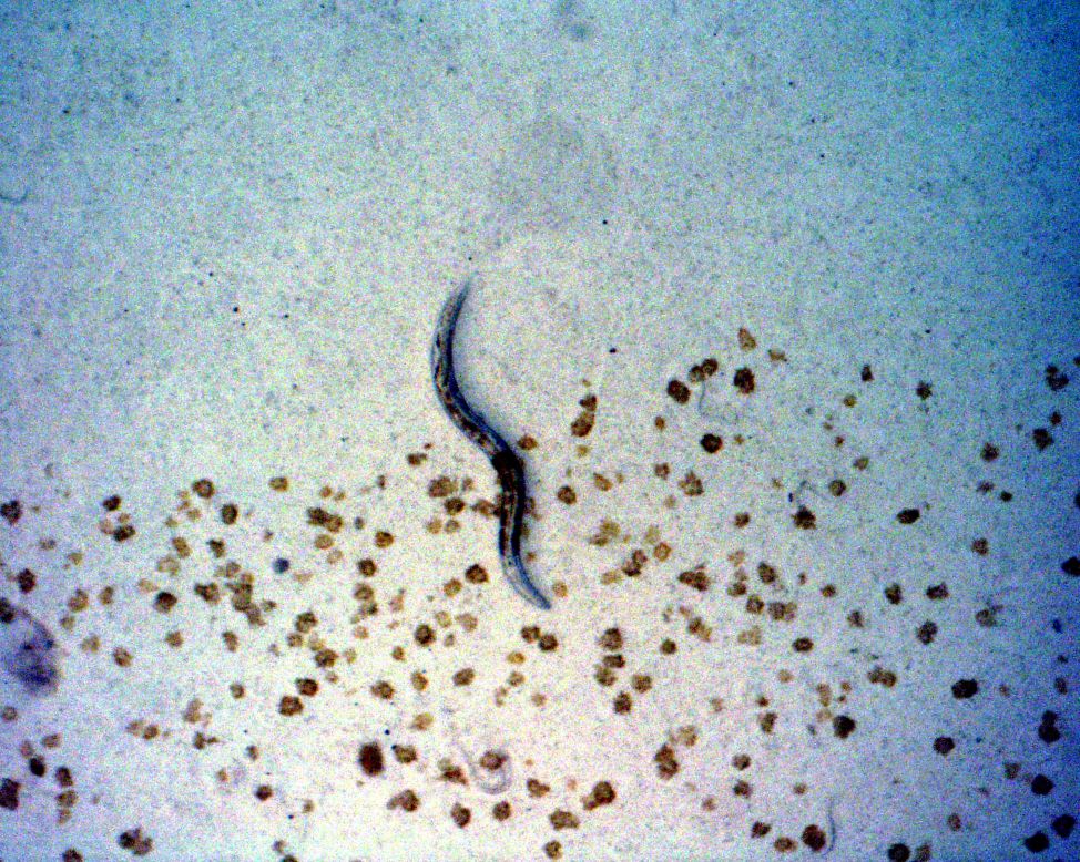 Las lombrices C. elegans se encontraban a bordo del transbordador espacial Columbia cuando se destruyó al reingresar el 1 de febrero de 2003. Los gusanos fueron encontrados con vida en un contenedor que estaba entre los escombros. 