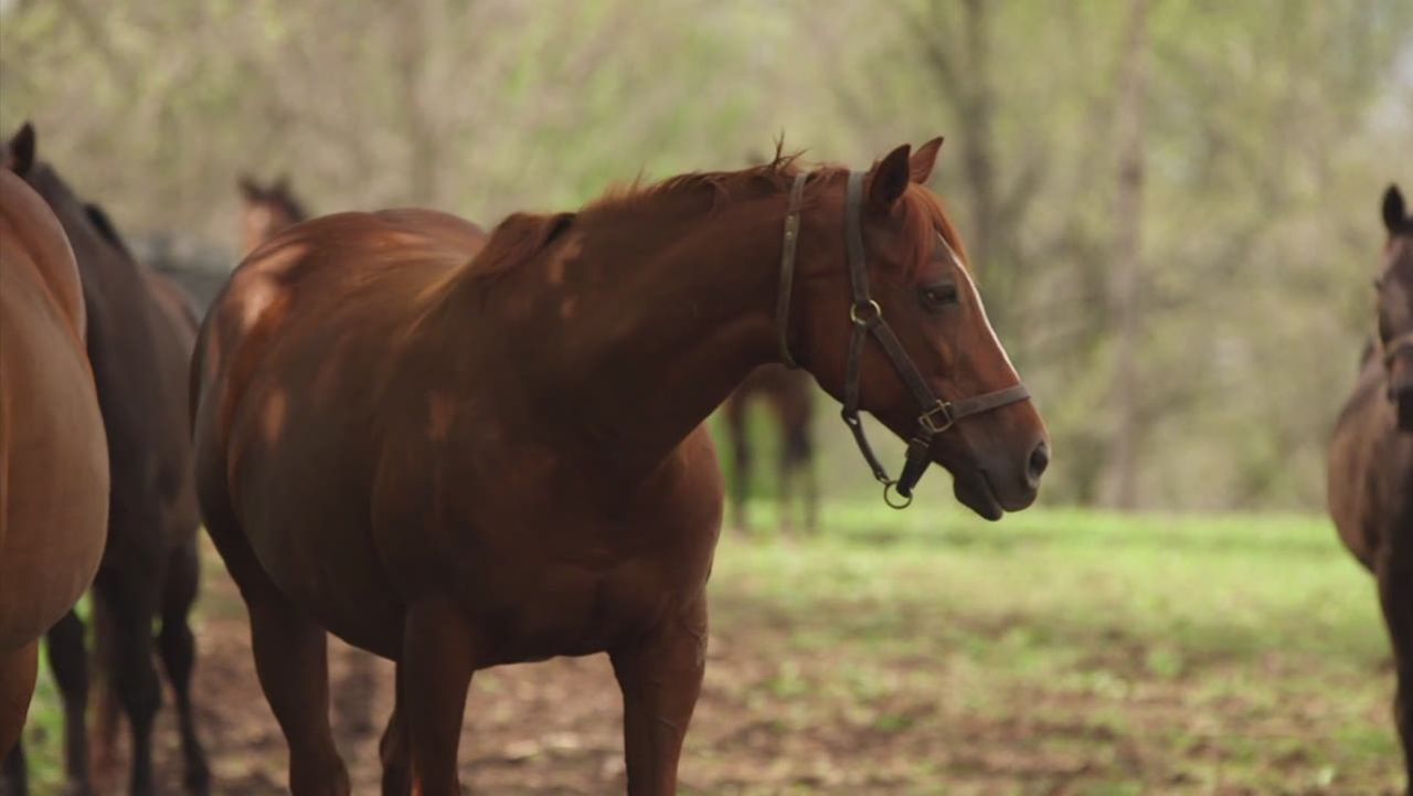 cnnee ag claiborn farm kentucky_00001626.jpg