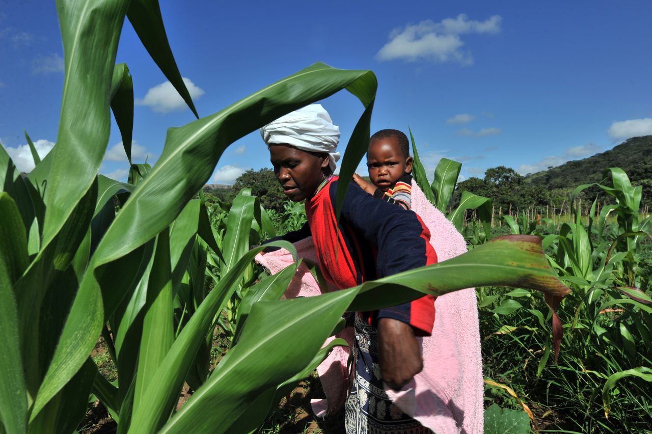 Whether it's undernourishment or obesity, there are solutions for countries wanting to tackle issues related to poor diets -- looking at where research and development grants go, is but one example, as much of this money typically goes to increasing the yields of rice, maize and wheat, Haddad says. <br /><br />Pictured here, a woman checks maize crops on a farm in Zimbabwe. 