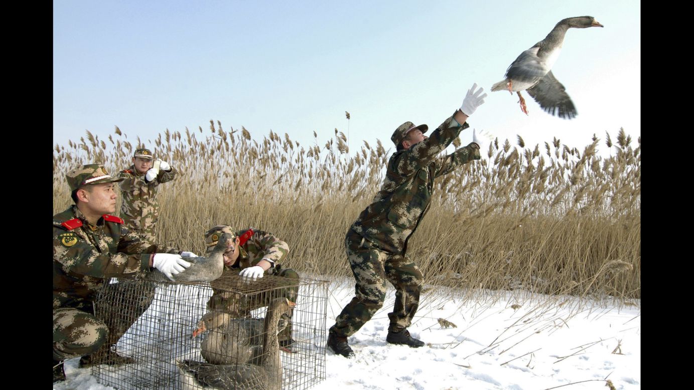 A paramilitary policeman releases a wild goose in Linghai, China, on Tuesday, January 20. About eight wild geese had been found injured, according to local media, and they were set free after being treated.