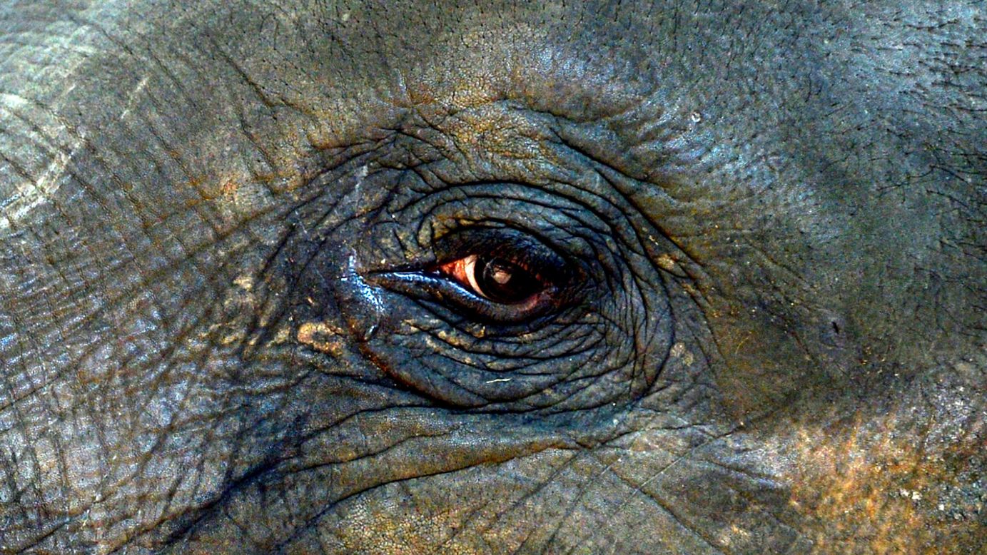 A close-up of an elephant's eye at the Pinnawela Elephant Orphanage, northeast of Colombo, Sri Lanka, on Sunday, January 18. The Sri Lankan elephant is listed as endangered by the International Union for Conservation of Nature.