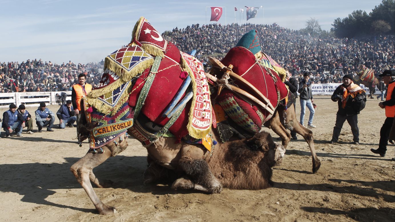 Two camels wrestle during the Selcuk-Efes Camel Wrestling Festival, which was held in Selcuk, Turkey, on Sunday, January 18. Hundreds of camels competed in the annual event, which is watched by thousands of enthusiasts in western Turkey.
