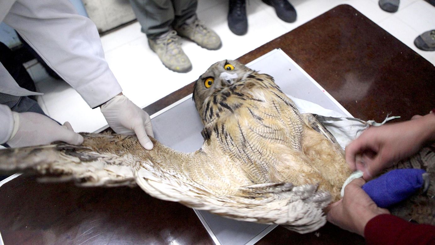 Veterinarians hold a Eurasian eagle-owl during an X-ray scan at an animal hospital in Shenyang, China, on Tuesday, January 20. The bird was in good condition after having surgery for a bone fracture in its right wing.