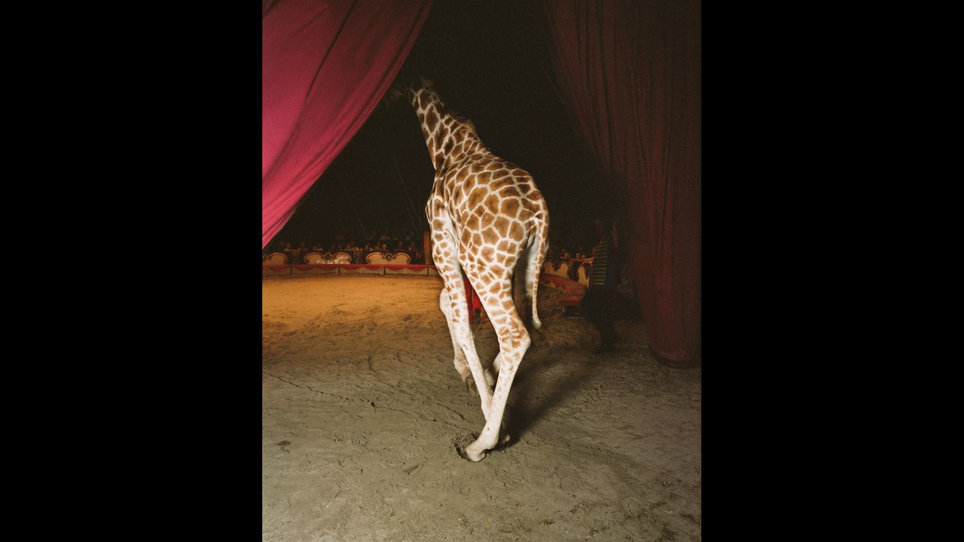 A giraffe enters a circus ring in Germany.