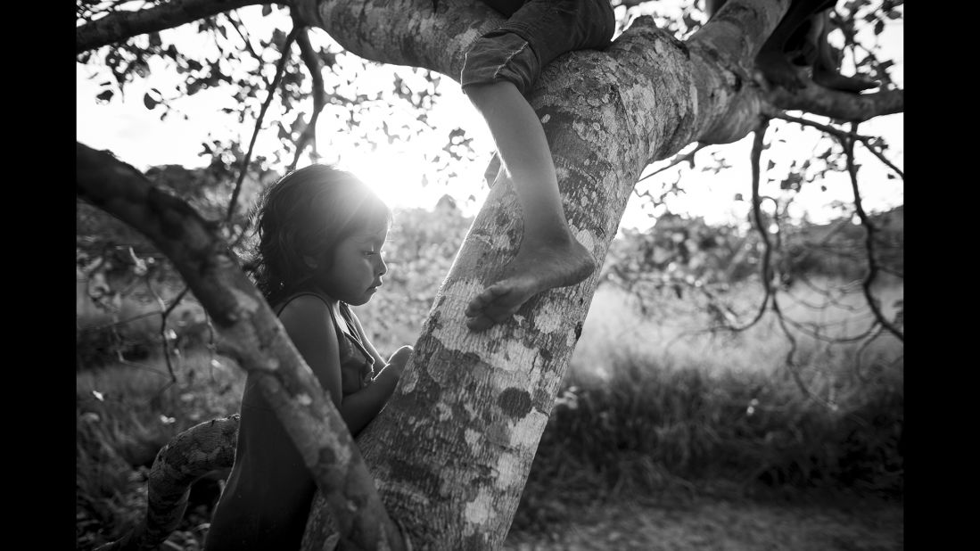 Iwapanya plays in a tree.