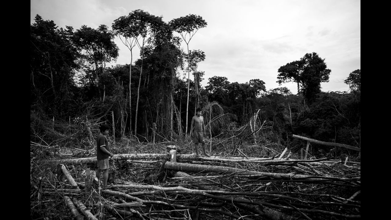 The tribe's habitat is being destroyed by illegal logging.