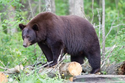 Here's a look at other rare animals whose once-dwindling populations have rebounded. The inspiration for the teddy bear, the <strong>Louisiana black bear,</strong> will be delisted as a threatened species on March 11, 2015. The bear was originally listed under the Endangered Species Act in 1992 due to habitat loss.