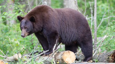 Official: There's no way to know how much a bear, such as this one, will consume at a bait site.