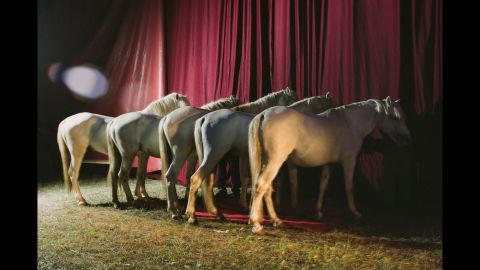 Horses line up for a performance in Italy.