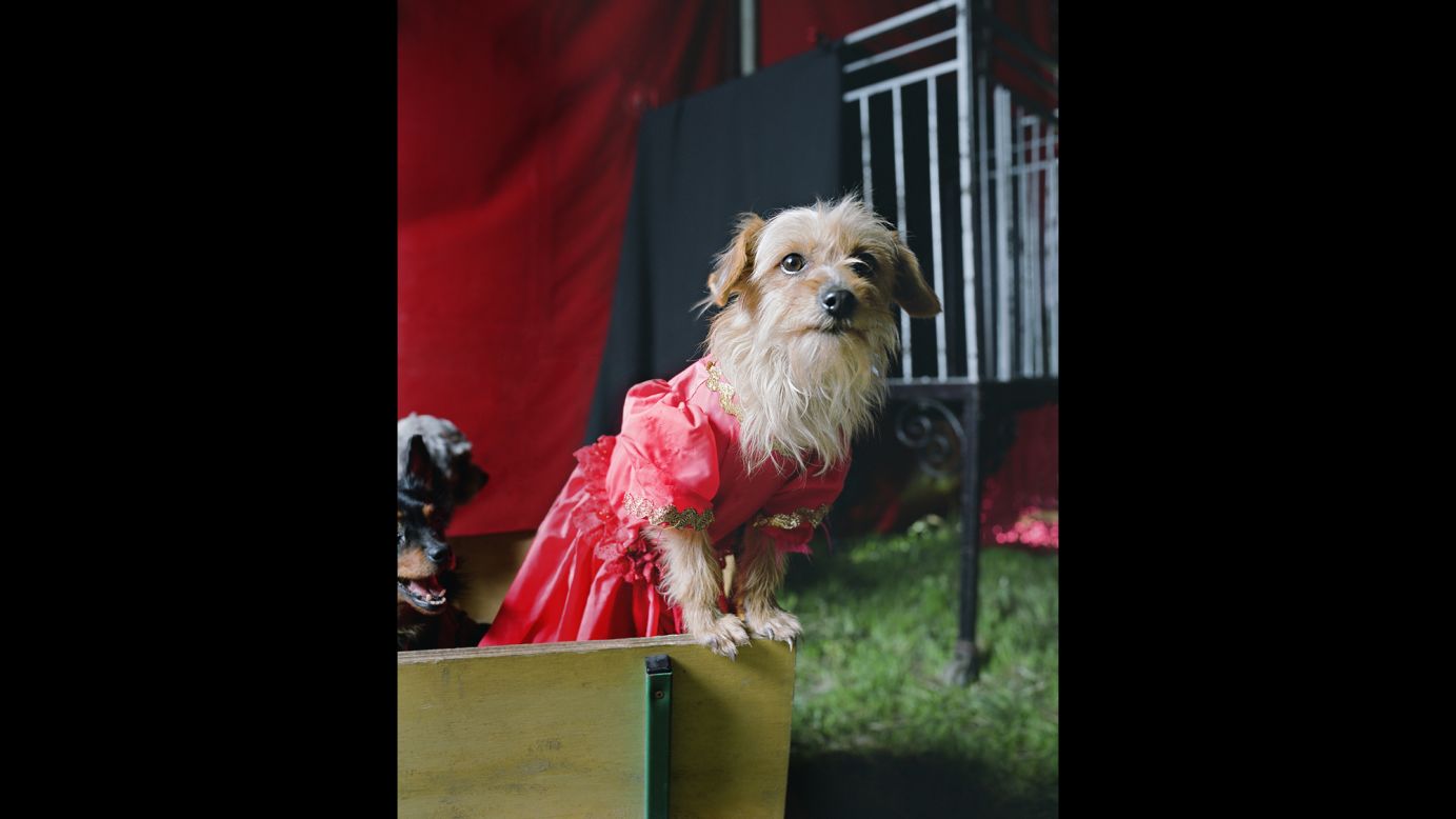 A dog in costume.