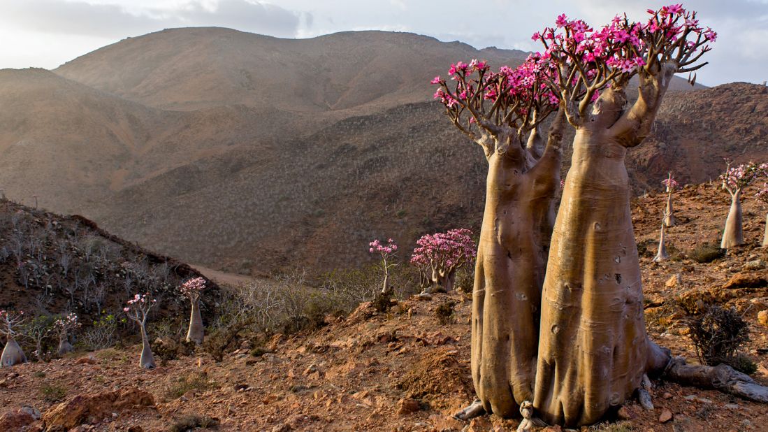 Among Socotra's unique plant life is the dragon blood tree, which oozes dark red sap when damaged, and the bottle tree, which looks like a massive elephant leg with pink flowers sprouting on top. Not yet discovered by the masses, Socotra has pristine white coastal dunes that are constantly reshaped by wind during the monsoon.