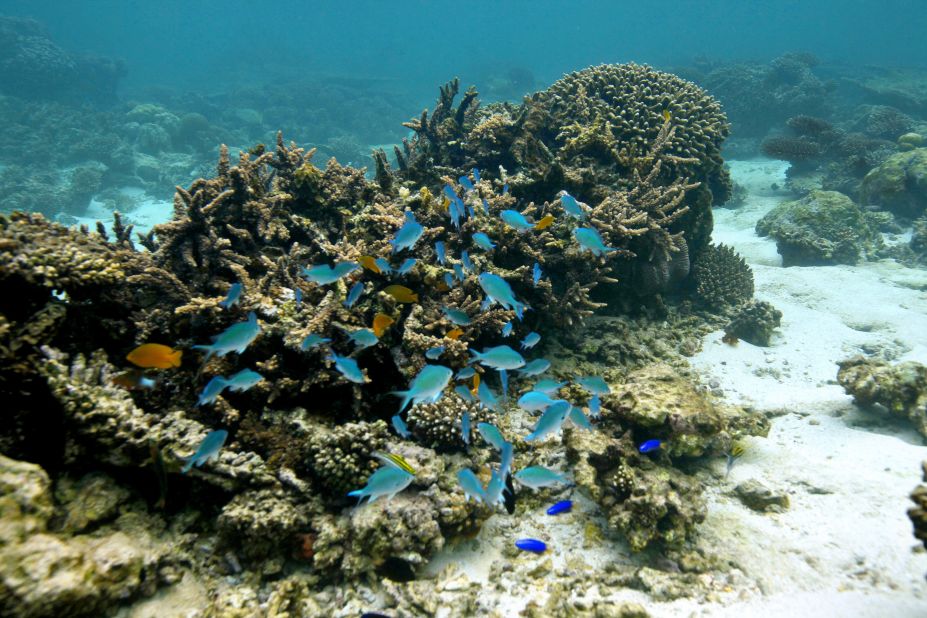 Divers and snorkelers can spot three species of turtles on the Ningaloo Coast. An estimated 10,000 turtle nests are found on the coast each year. Whale sharks are another marvel found off Australia's western shores during an annual gathering that draws 300 to 500 of the sea creatures. Many of Ningaloo's pristine snorkeling sites are accessible from the beach.