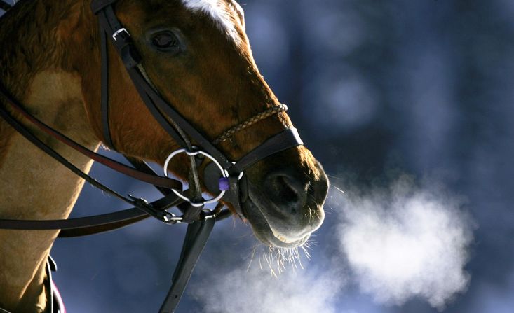 Each horse wears specialist hooves designed to increase traction on the frozen surface and keep snow from building up.