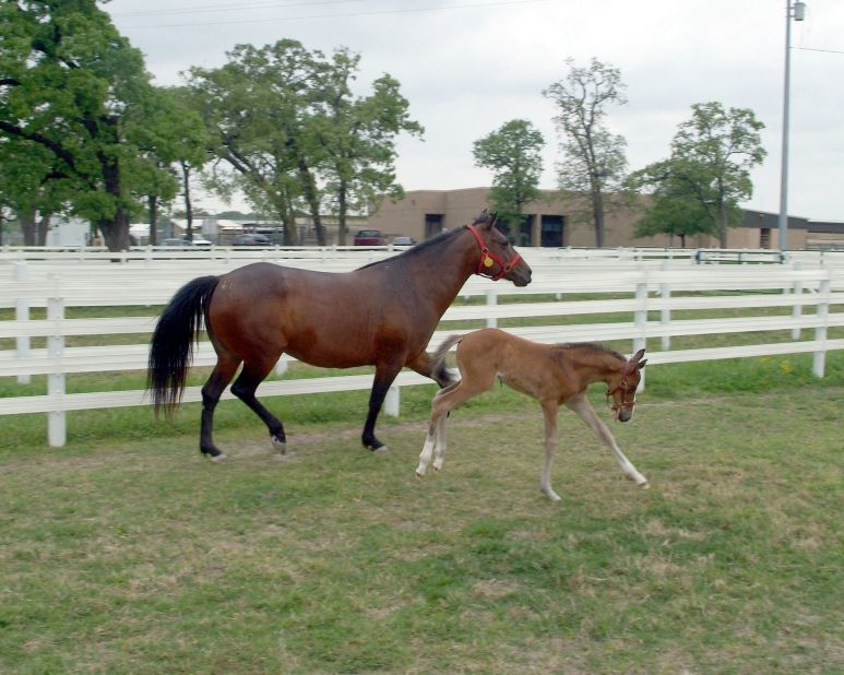 The foal on the right, seen in 2005, was the first to be cloned in North America under the guidance of Dr Katrin Hinrichs, of Texas A&M University.