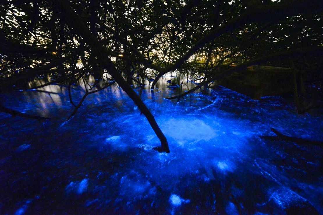 Lit Wai Kwong took this long-exposure photo of a glowing blue algae in the waters of Hong Kong on January 21, 2015.