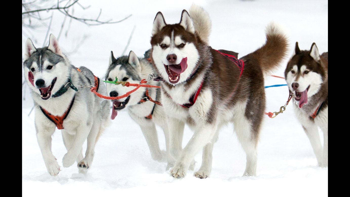 Sled dogs participate in the Siberian Cup competition Sunday, January 25, at the Millennium ski base in Omsk, Russia.