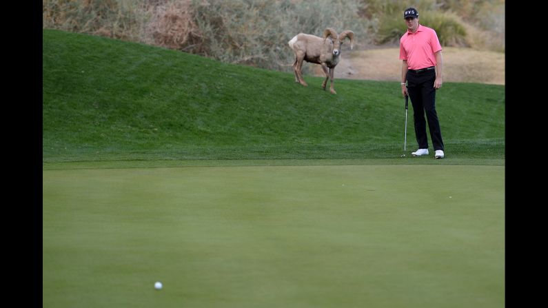 A ram watches Kyle Reifers line up a putt during the first round of the Humana Challenge, which took place Thursday, January 22, in La Quinta, California.