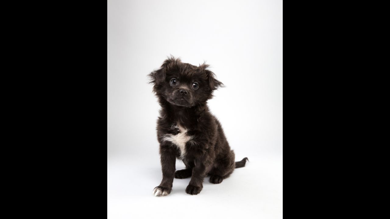 Team Ruff's Kiaria, a 12-week-old Pekingese/Japanese Chin mix, loves riding in the car when she's not on the field.