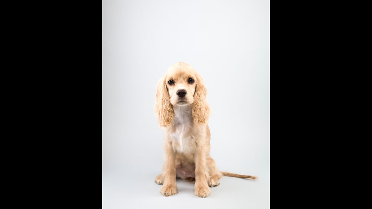 Cocker spaniel Drew Carey, 12 weeks, loves to bid $1 on "The Price is Right." Puppy Bowl fans are invited to draft their own teams for this year's <a href="http://www.animalplanet.com/tv-shows/puppy-bowl/games-and-more/puppy-bowl-fantasy-game/" target="_blank" target="_blank">Puppy Bowl Fantasy Game</a>.
