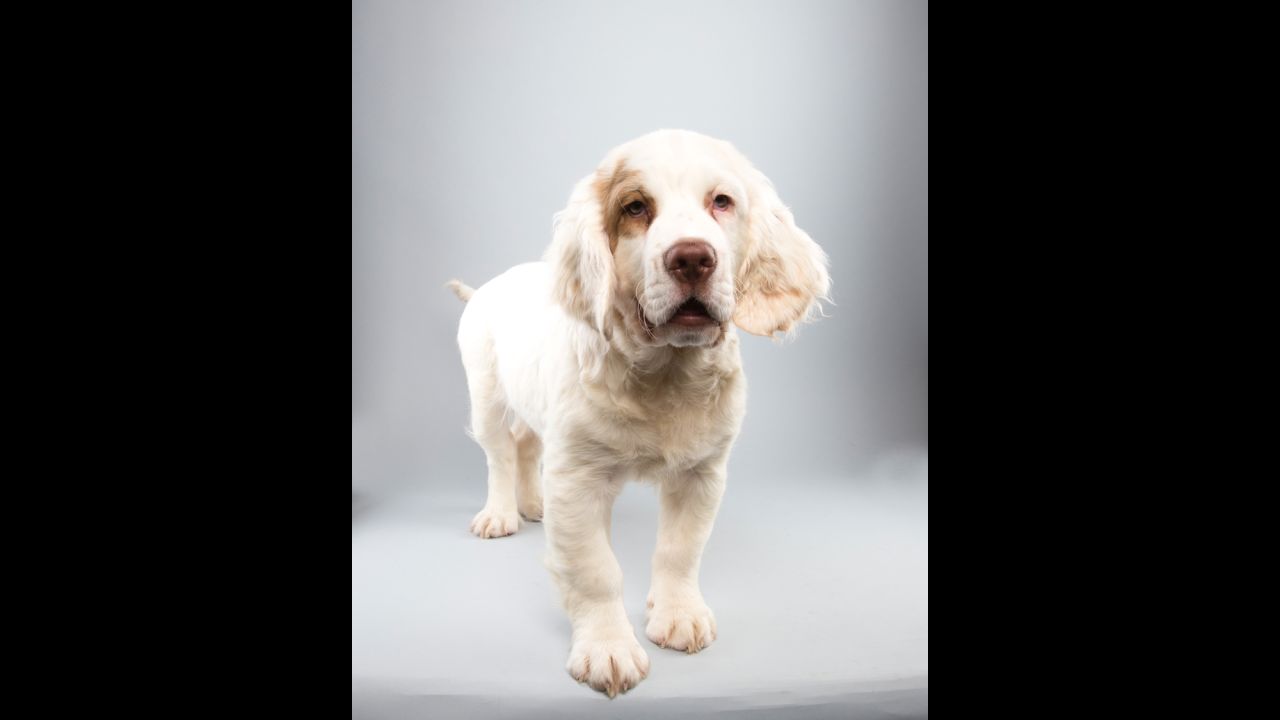 Falcor, a 14½-week-old Clumber spaniel, is playing for Team Ruff in the big game. Katty Furry will star in the kitty-packed halftime show.